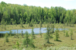 Sphagnum peat-dominated bog